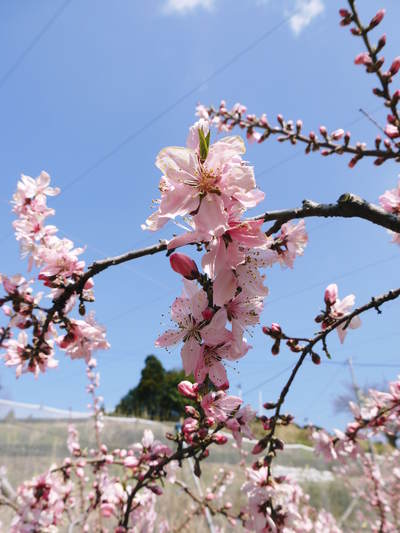 桃の花 摘蕾、摘花で、貯蔵用分の浪費を防ぎます_a0254656_1895439.jpg