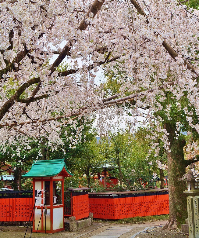 車折神社の渓仙桜_b0063958_20181944.jpg