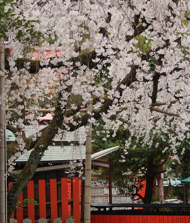 車折神社の渓仙桜_b0063958_201914100.jpg