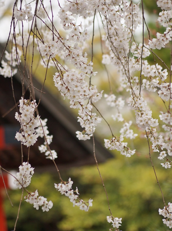 車折神社の渓仙桜_b0063958_20192967.jpg