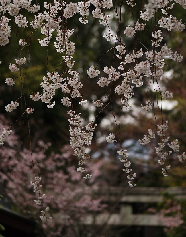 車折神社の渓仙桜_b0063958_20194497.jpg