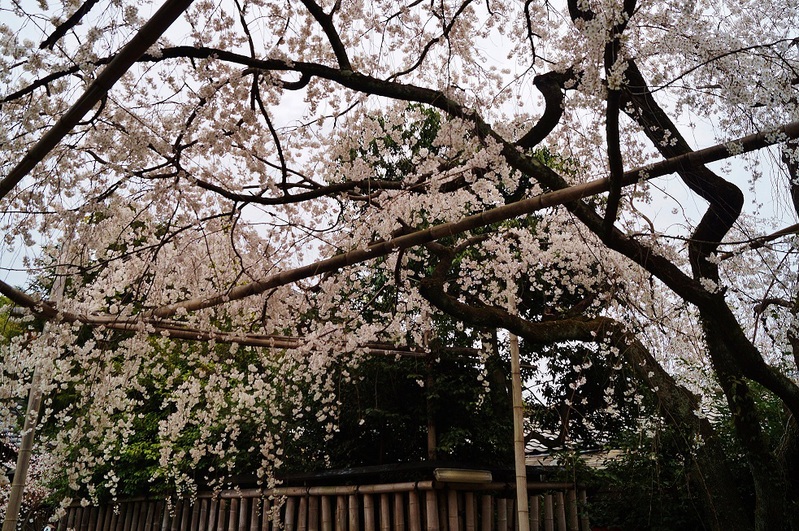 車折神社の渓仙桜_b0063958_2020043.jpg