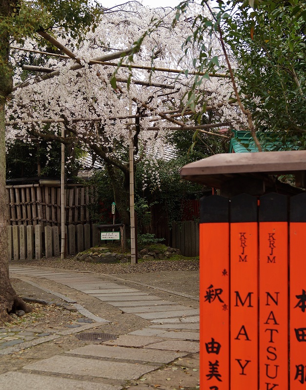 車折神社の渓仙桜_b0063958_20201627.jpg