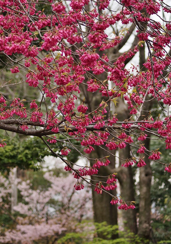 車折神社の渓仙桜_b0063958_2020475.jpg