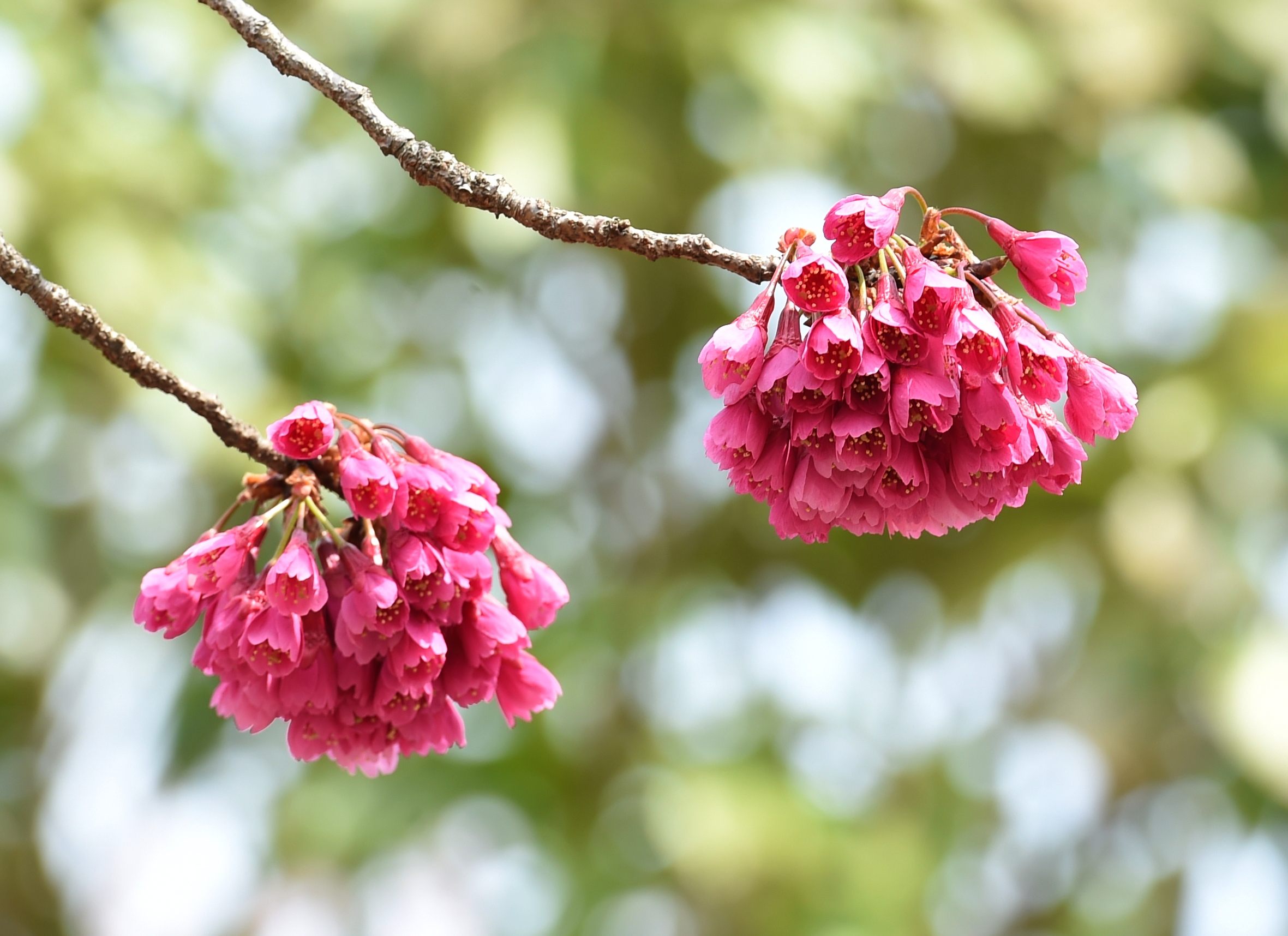 花は満開鳥の出は悪し_c0205858_16325464.jpg