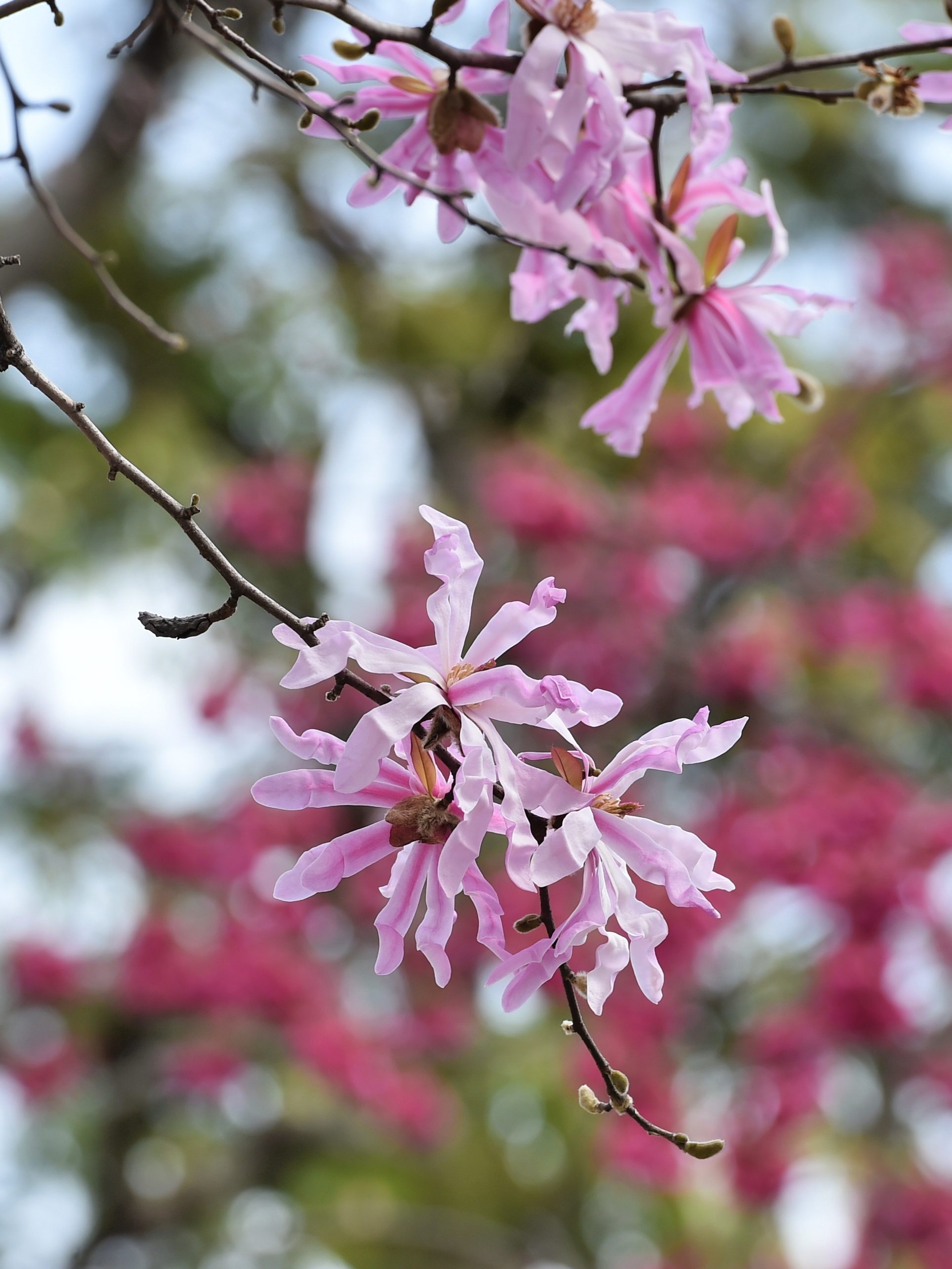 花は満開鳥の出は悪し_c0205858_1636274.jpg