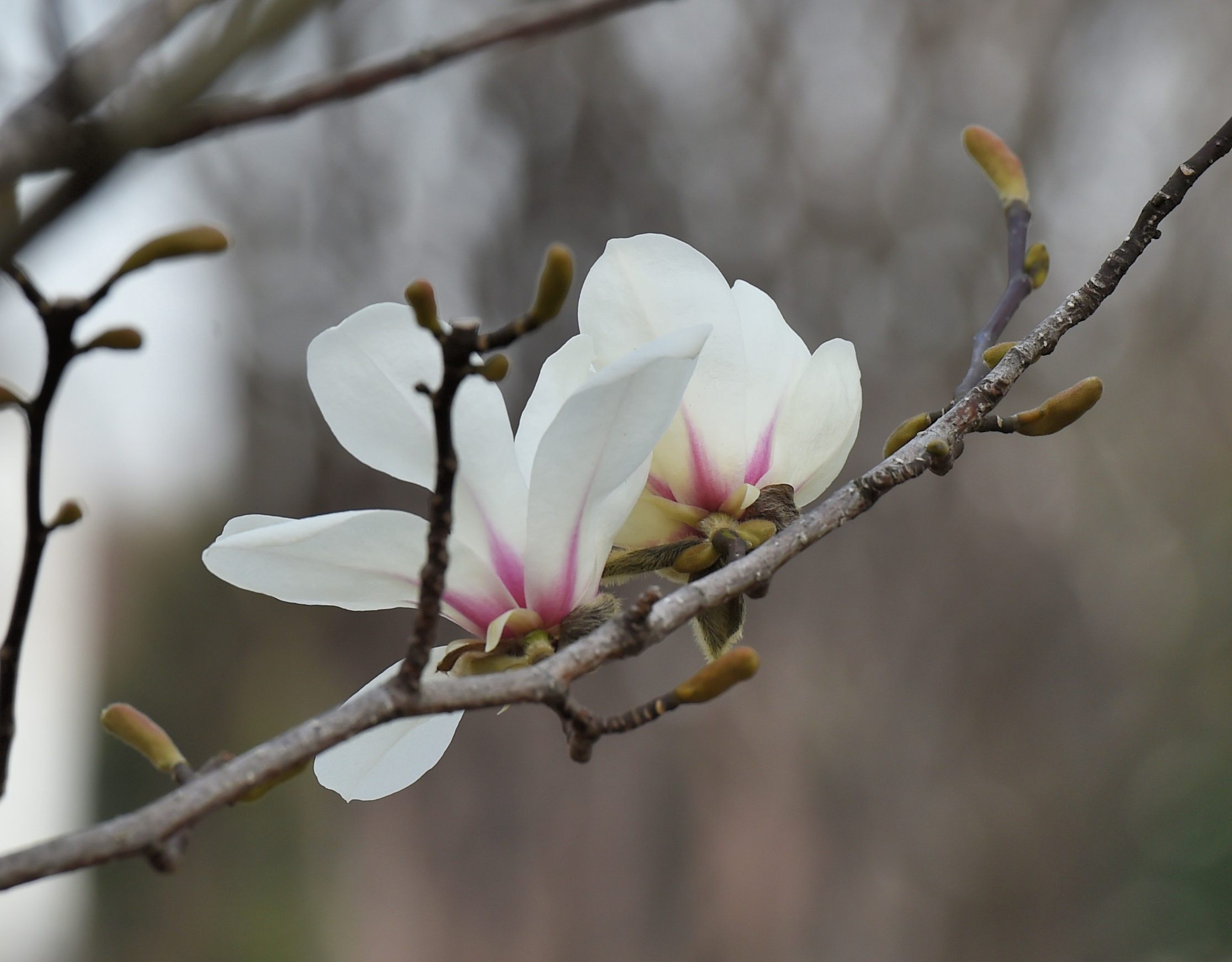 花は満開鳥の出は悪し_c0205858_16371828.jpg