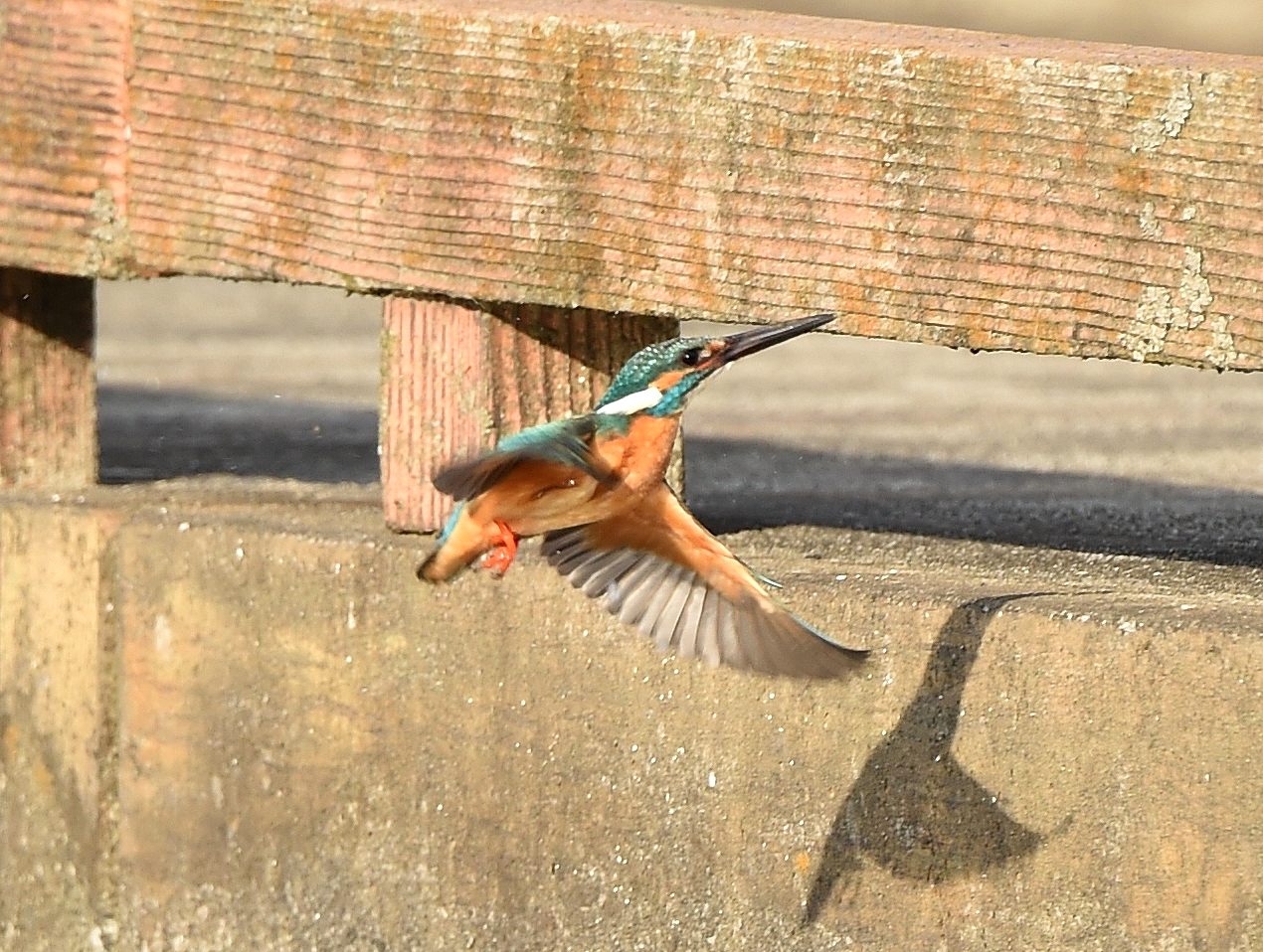 花は満開鳥の出は悪し_c0205858_16455019.jpg