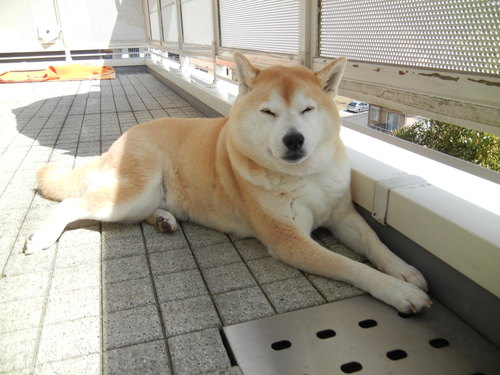 ’14,3,29(土)羽生君が金メダル取ったよ~!_f0060461_1022353.jpg
