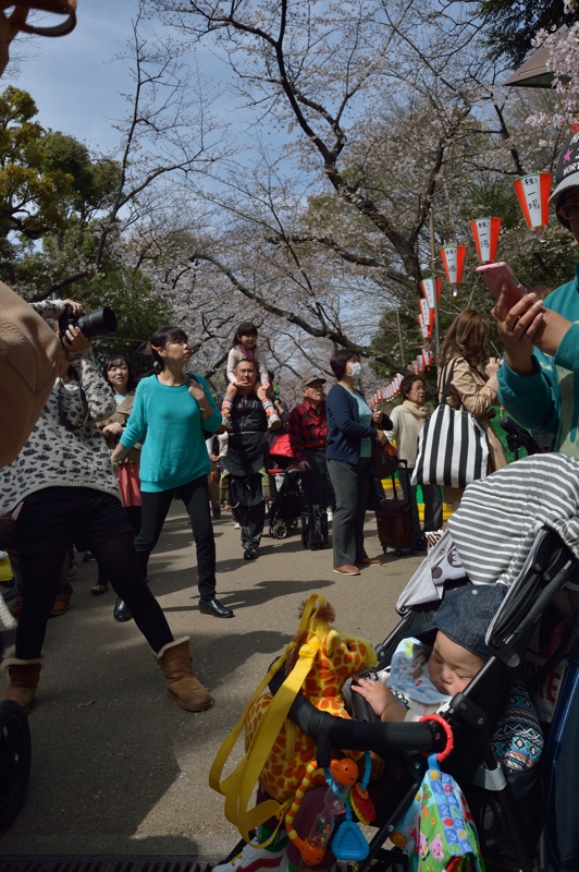 上野の桜_f0079061_19114841.jpg