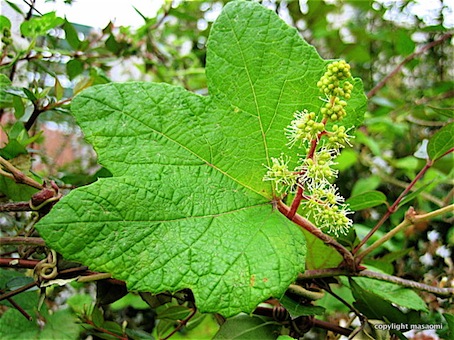 #ブドウ科 #雌雄異株 #果実 #種子 『蝦蔓』 Vitis ficifolia_f0238961_19314962.jpg