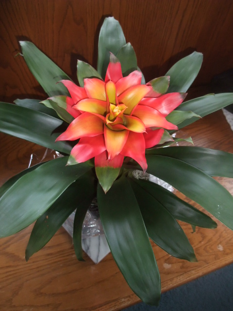 Bromeliad_c0115366_19521839.jpg