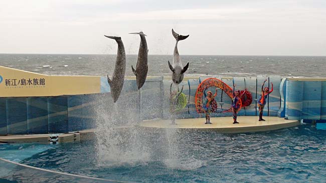 こどもと遊ぶ 　／　新江ノ島水族館_c0213766_23371628.jpg