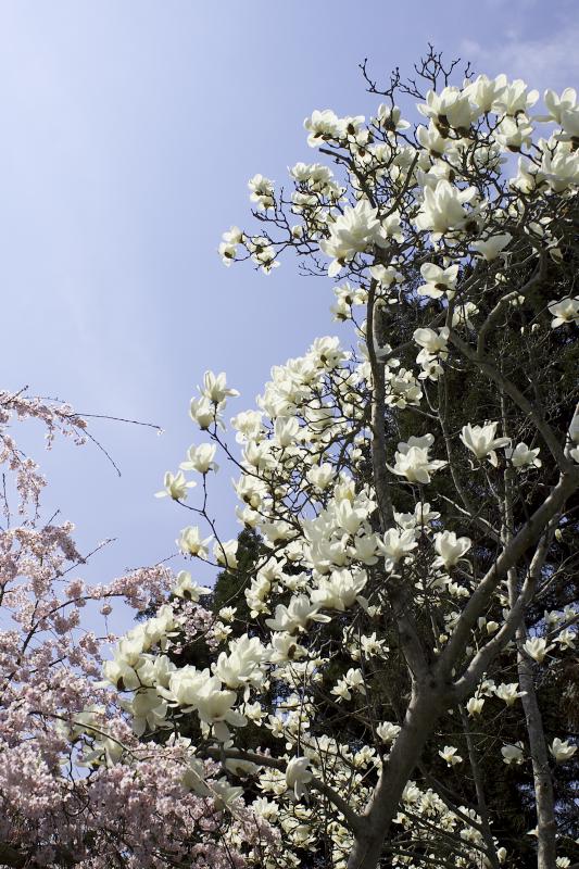 「醍醐寺しだれ桜」_b0108969_21185184.jpg