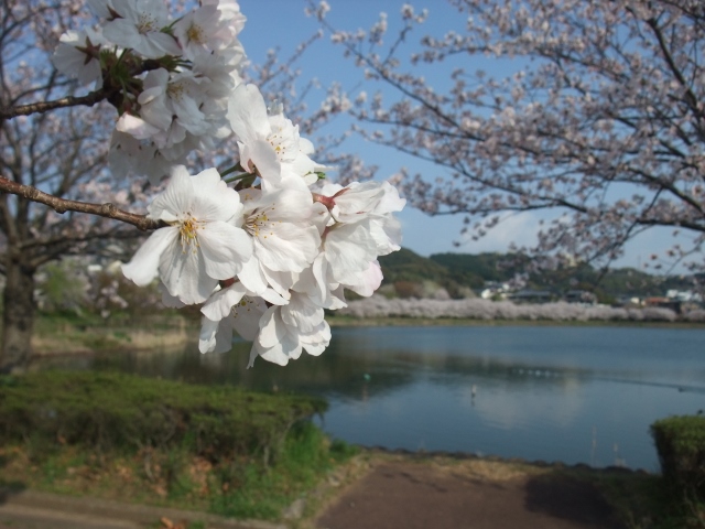 池田湖の桜_e0101769_20124467.jpg