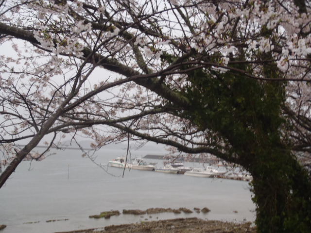 雨桜_a0077071_16422057.jpg