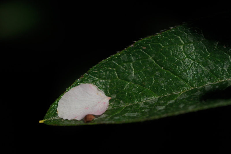 a0314571_52026.jpg
