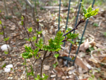c0040472_21452662.jpg