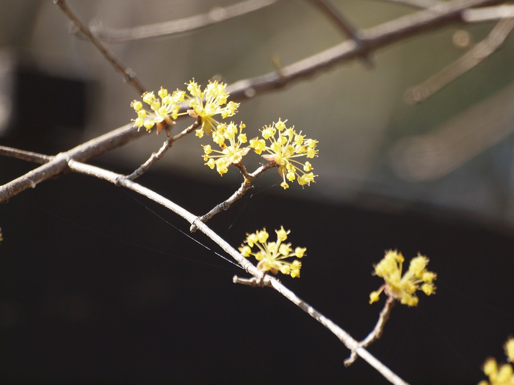 『山茱萸(サンシュユ)の花･･･』_d0054276_203763.jpg