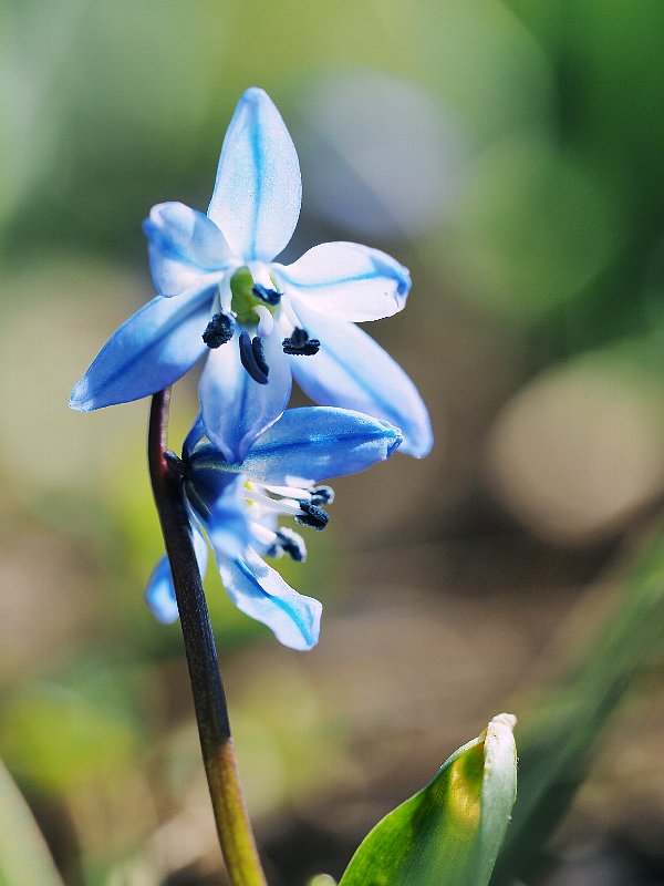 小さな花たち_d0316677_21550483.jpg