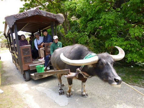 沖縄　（３）　平和公園、万座毛、ステーキなど_f0155477_1255498.jpg