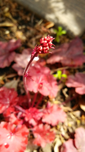 c0064678_1759712.jpg
