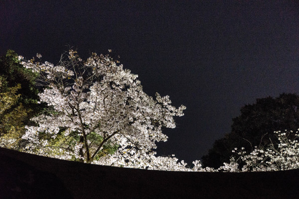 水前寺公園をぶらり_e0304485_2332443.jpg