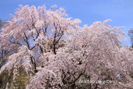 六義園からのグランルーフ_c0212987_17391983.jpg