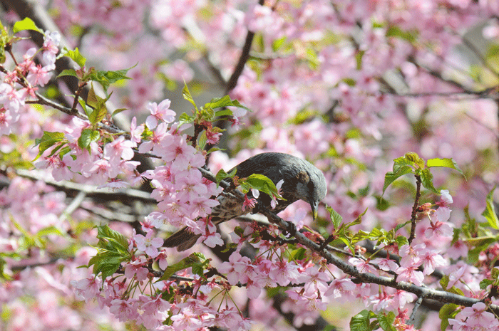 お花見鳥さん　＜歌鶫・目白・鵯＞_e0248688_17353480.gif