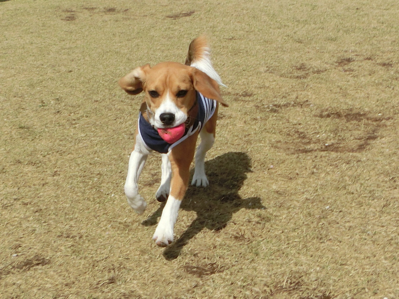a0319693_1625369.jpg