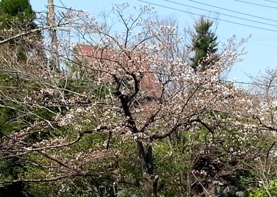 春のゆらぎ と 桜_d0249193_16265121.jpg
