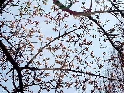 春のゆらぎ と 桜_d0249193_16265170.jpg