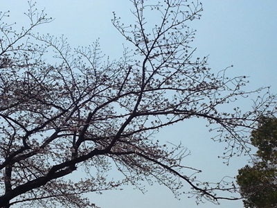 春のゆらぎ と 桜_d0249193_1627115.jpg