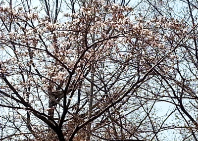 春のゆらぎ と 桜_d0249193_1627297.jpg