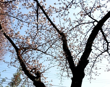 春のゆらぎ と 桜_d0249193_16282968.jpg