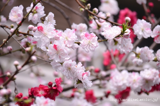 桜に誘われて_d0025294_1847581.jpg