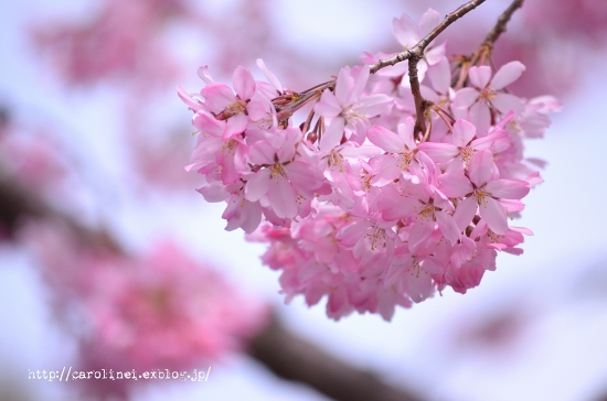 桜に誘われて_d0025294_18481248.jpg