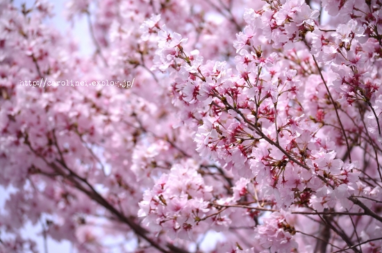 桜に誘われて_d0025294_18482724.jpg
