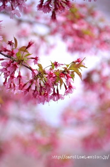 桜に誘われて_d0025294_18483884.jpg