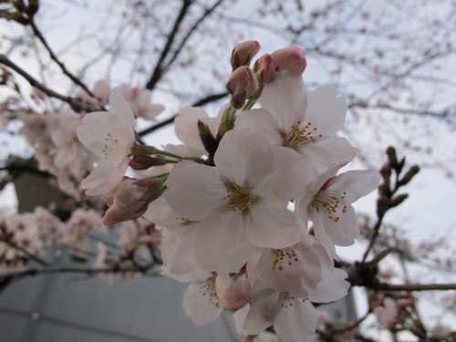 春一番、桜を愛でる・・・１_c0075701_18564564.jpg