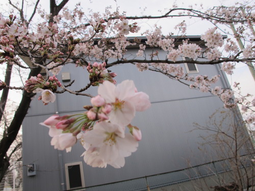 春一番、桜を愛でる・・・１_c0075701_18564965.jpg