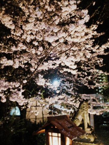 夜桜_c0164401_22285409.jpg