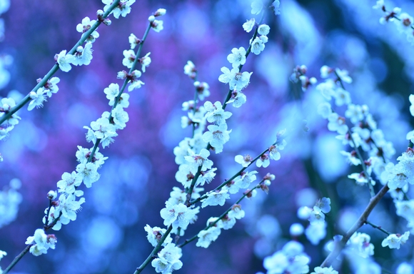 梅の花～春の霧雨がやむ頃_b0228502_1265487.jpg