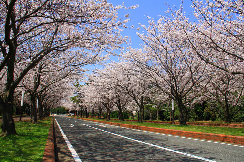 海の中道の桜並木_e0093903_9371969.jpg