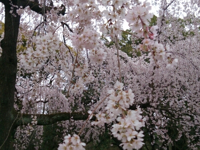 京都御苑    ～2014年桜めぐり～_e0252905_8103116.jpg