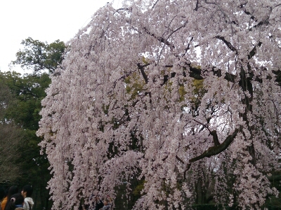 京都御苑    ～2014年桜めぐり～_e0252905_81035.jpg