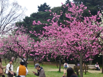 京都御苑    ～2014年桜めぐり～_e0252905_853950.jpg