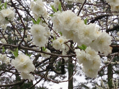 京都御苑    ～2014年桜めぐり～_e0252905_864628.jpg