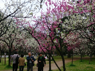 京都御苑    ～2014年桜めぐり～_e0252905_87574.jpg