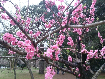 京都御苑    ～2014年桜めぐり～_e0252905_87654.jpg